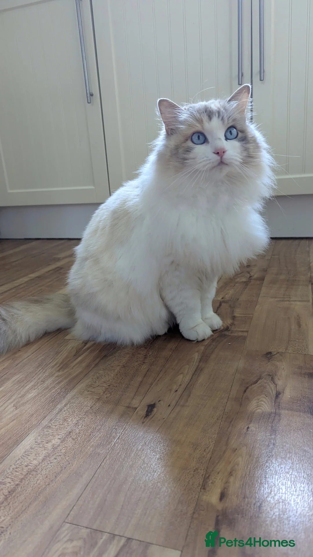Ragdoll cats for sale: Beautiful Female Ragdoll Looking for a Loving Home - Advert 1