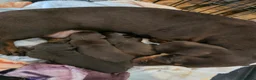 Miniature Dachshund dogs for sale: Three Beautiful Male Dachshund Puppies - Advert 8