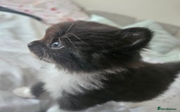 Mixed Breed cats for sale: Adorable Fluffy Chunky Kittens - Image 9