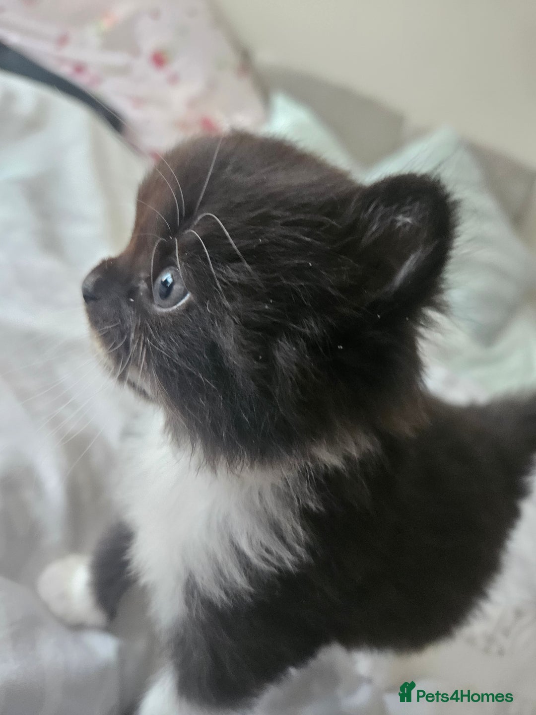 Mixed Breed cats for sale: Adorable Fluffy Chunky Kittens - Image 9