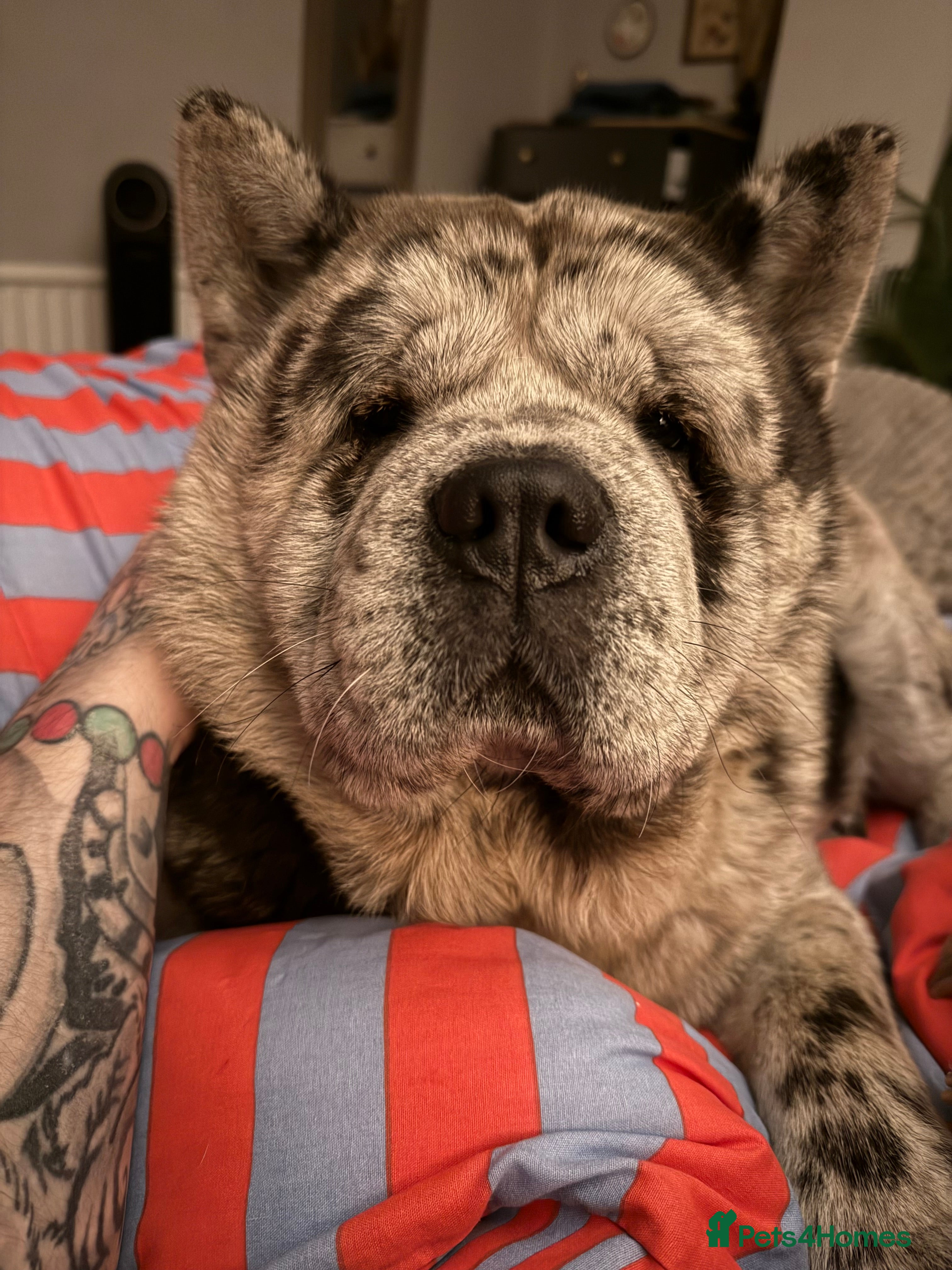 Chow Chow dogs Proven Rare Smooth Coat Blue Merle BIG POPPA PABLO - Advert 5