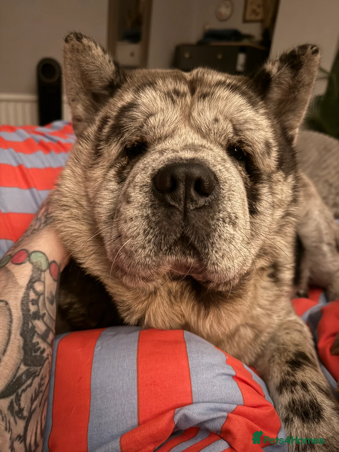 Chow Chow dogs for stud: Proven Rare Smooth Coat Blue Merle BIG POPPA PABLO - Advert 4