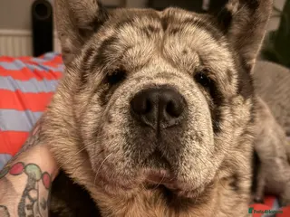 Chow Chow dogs Proven Rare Smooth Coat Blue Merle BIG POPPA PABLO - Advert 5