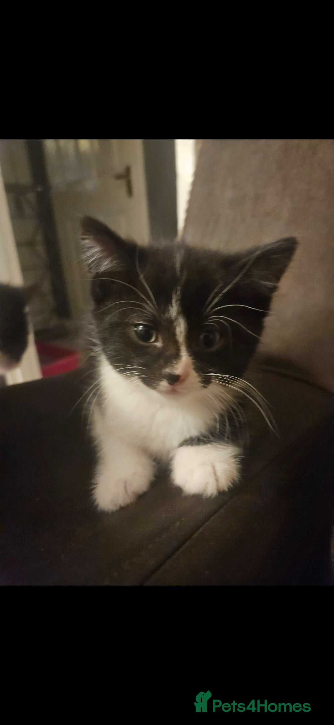 British Shorthair cats Female kitten - Advert 2