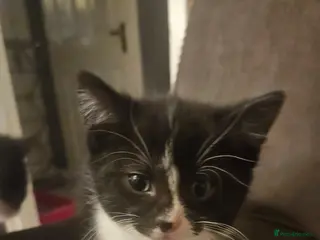 British Shorthair cats Female kitten - Advert 3