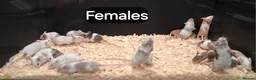 Mouse rodents for sale: Baby Mice Females  - Advert 7
