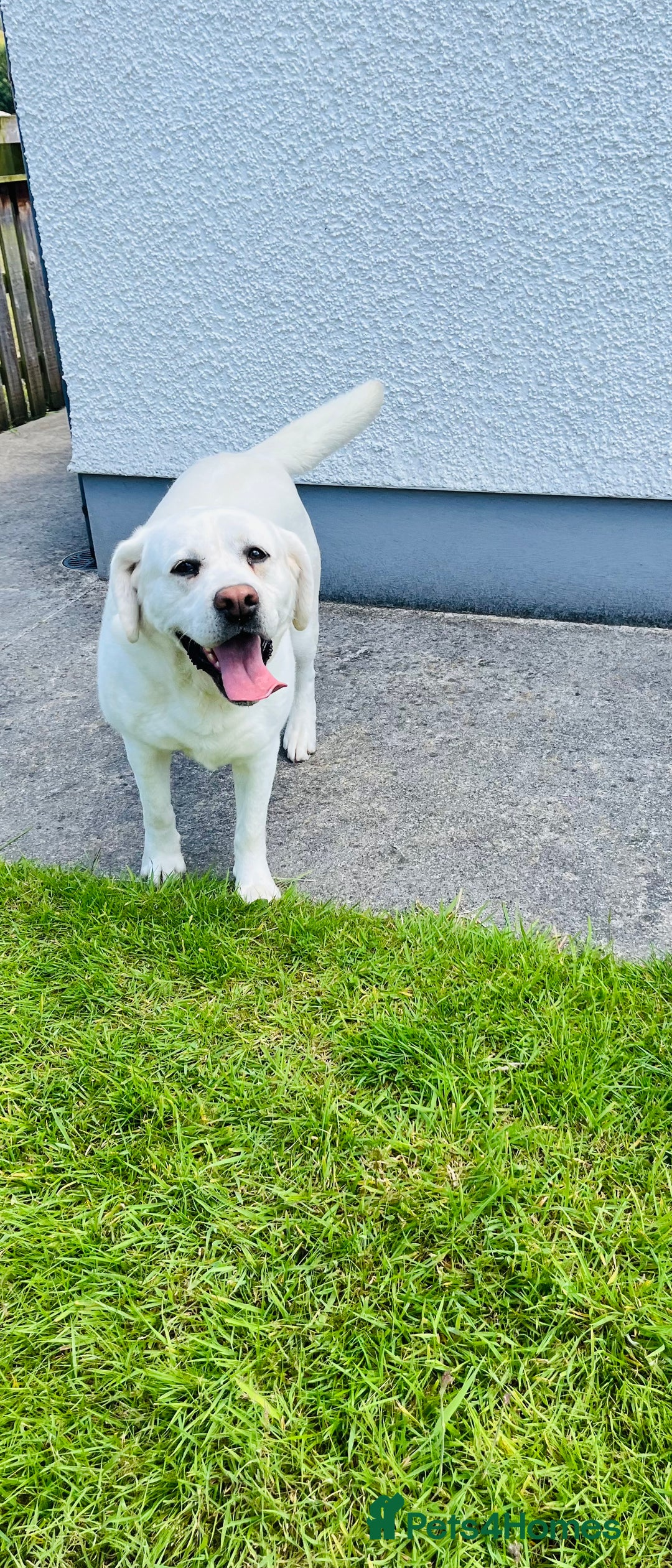 Labrador Retriever dogs for sale: KC reg health tested chunky white Labradors - Advert 8