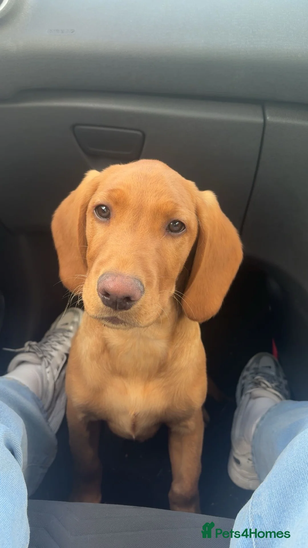 Springador dogs for sale: Male springador - Advert 1