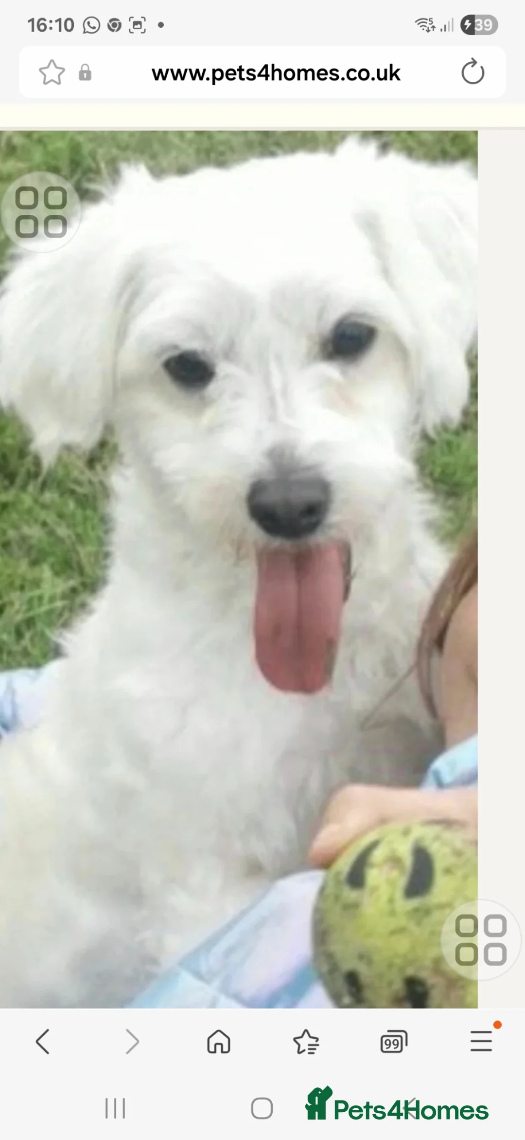Maltese dogs for sale: Maltese bishon  - Advert 1