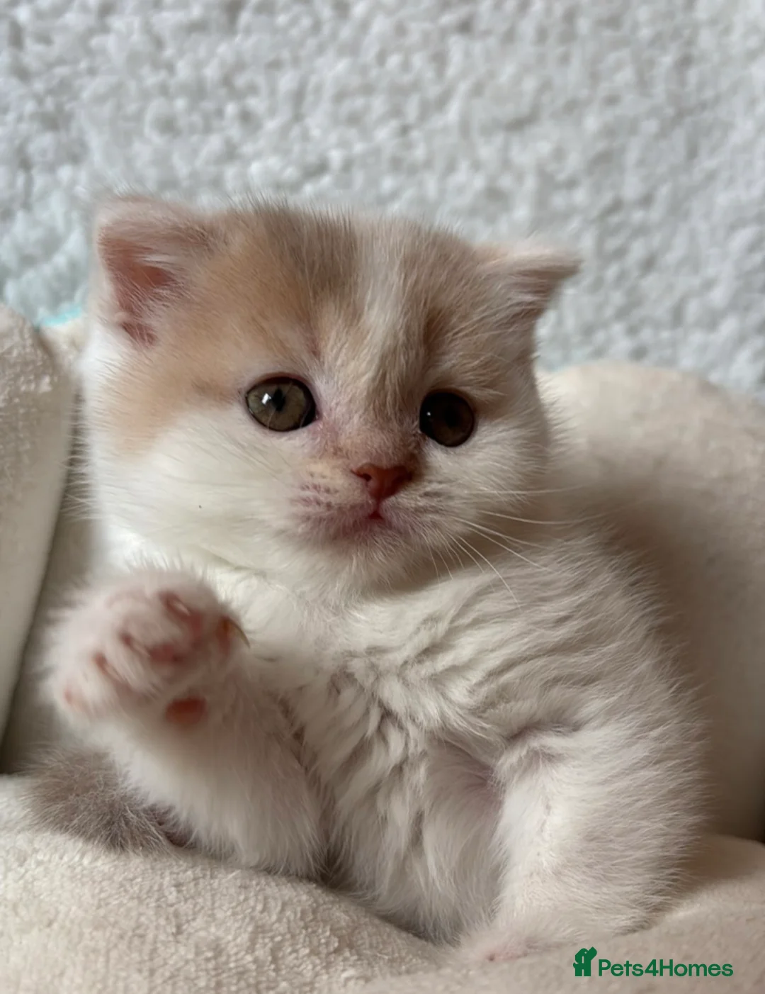 Scottish Fold cats for sale: Pedigree Adorable Scottish Fold Kittens  - Advert 1