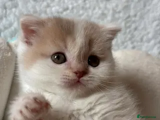 Scottish Fold cats Pedigree Adorable Scottish Fold Kittens - Advert 4