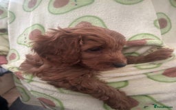 Cavapoo dogs for sale: Cavapoo puppies for sale - Image 9