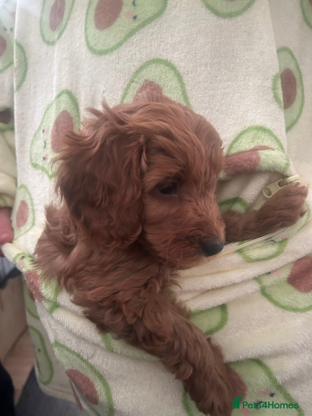 Cavapoo dogs for sale: Cavapoo puppies for sale - Image 9