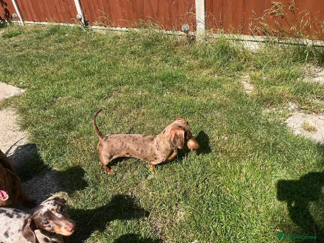 Miniature Dachshund dogs for sale: Bonnie – Sweet Chocolate Dapple Dachshund  - Advert 4