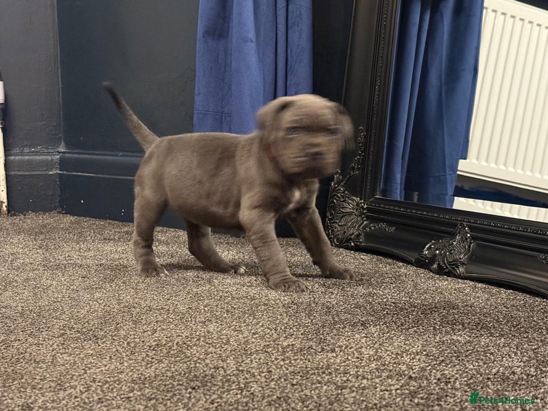 Cane Corso dogs for sale: Exceptional Quality Full Pedigree  - Advert 31