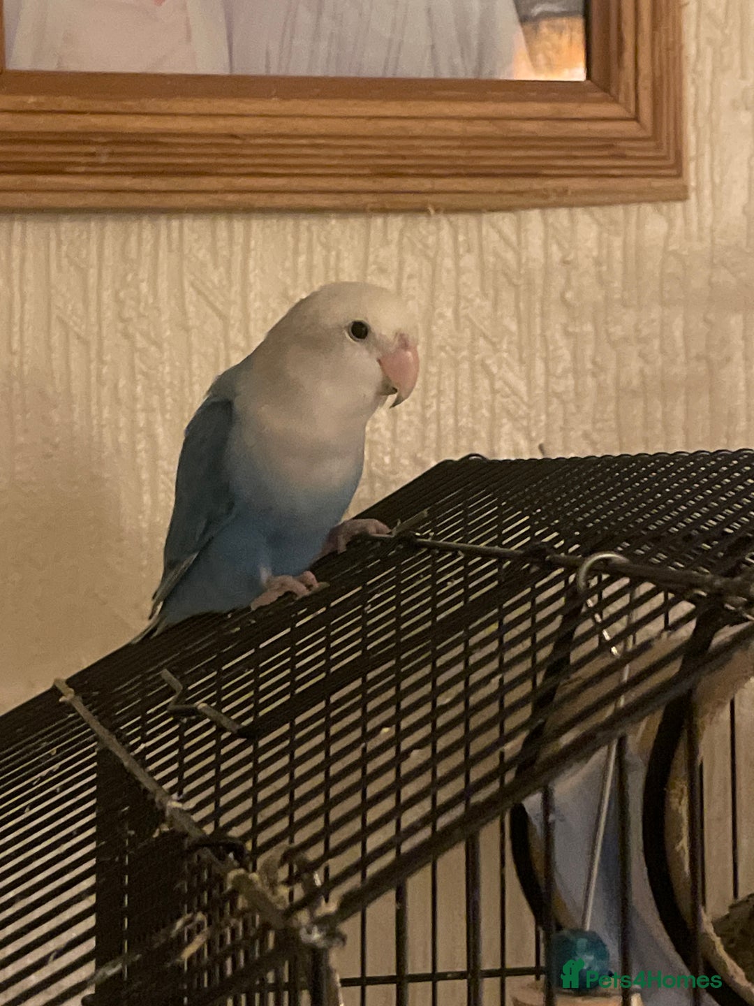 Lovebirds birds for sale: Gorgeous Lover Birds - Advert 5