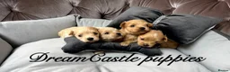 Maltipoo dogs for sale: Tiny maltipoo puppies Asian poodle dad  - Advert 20