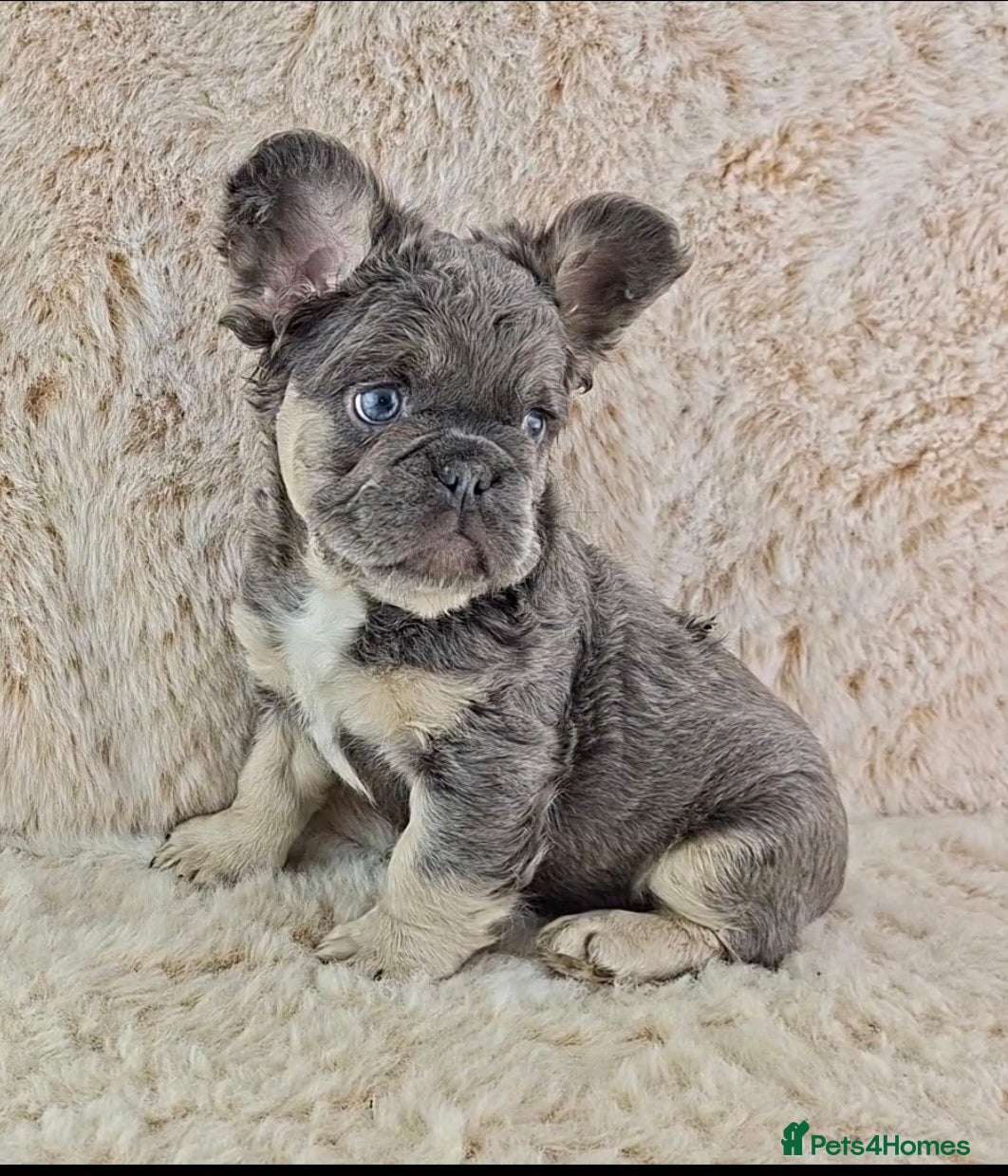 French Bulldog dogs Fluffy Lilac And Tan French Bulldogs  - Advert 11