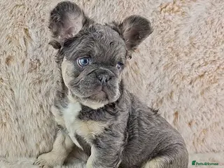 French Bulldog dogs Fluffy Lilac And Tan French Bulldogs - Advert 11