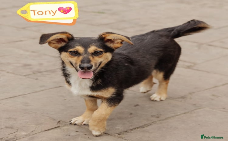 Mixed Breed dogs - Advert 11