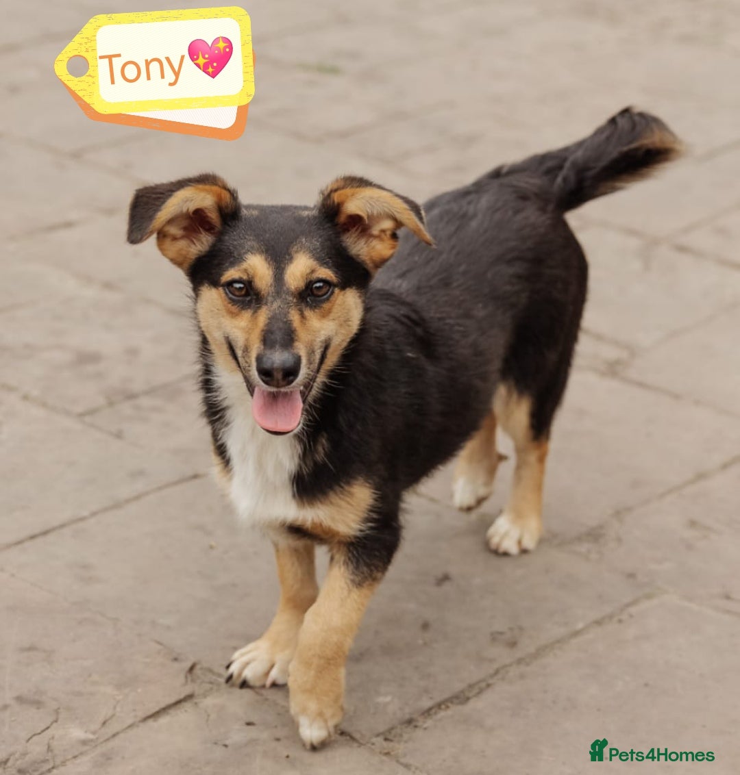 Mixed Breed dogs for adoption: 💖🐶 TONY 🐶💖 - Image 1