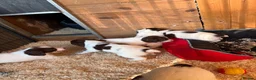English Springer Spaniel dogs for sale: KC Springer Spaniel Pups - Advert 17