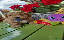 Maltipoo dogs for sale: Small Maltipoo boys ❤️❤️❤️ READY NOW 🫶 - Image 19