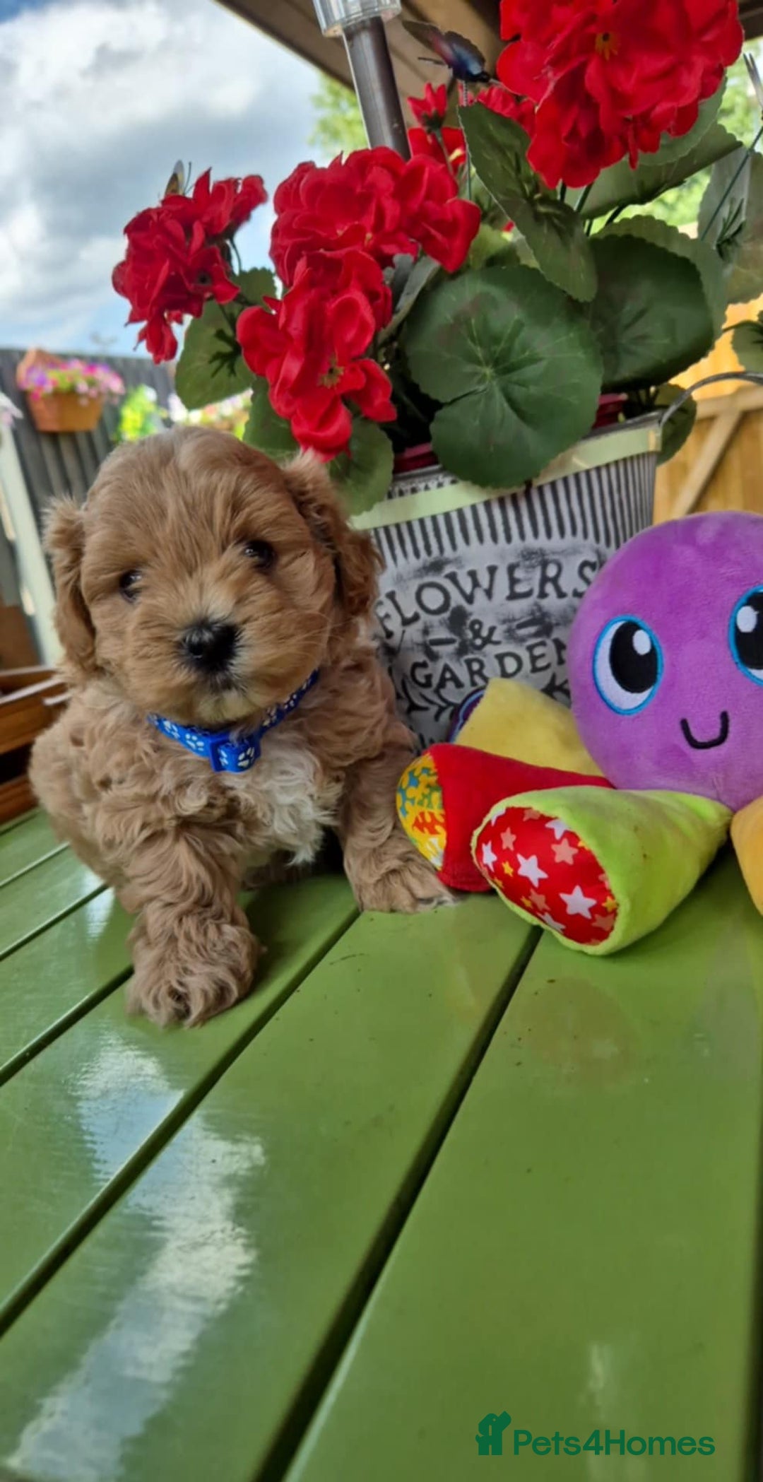 Maltipoo dogs for sale: Small Maltipoo boys ❤️❤️❤️ READY NOW 🫶 - Image 19