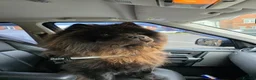 Chow Chow dogs for sale: Chow chow pups - Advert 3
