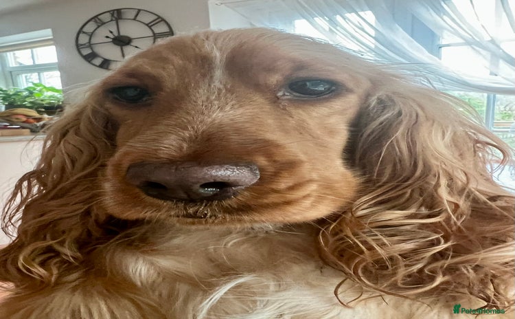 Cocker Spaniel dogs - Advert 11