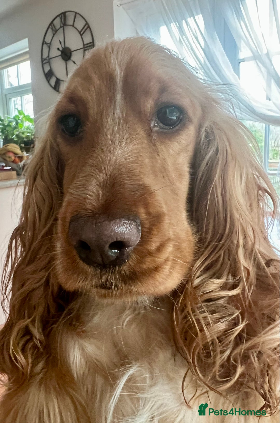 Cocker Spaniel dogs for sale: Expecting a Stunning Show Cocker Spaniel litter - Image 1