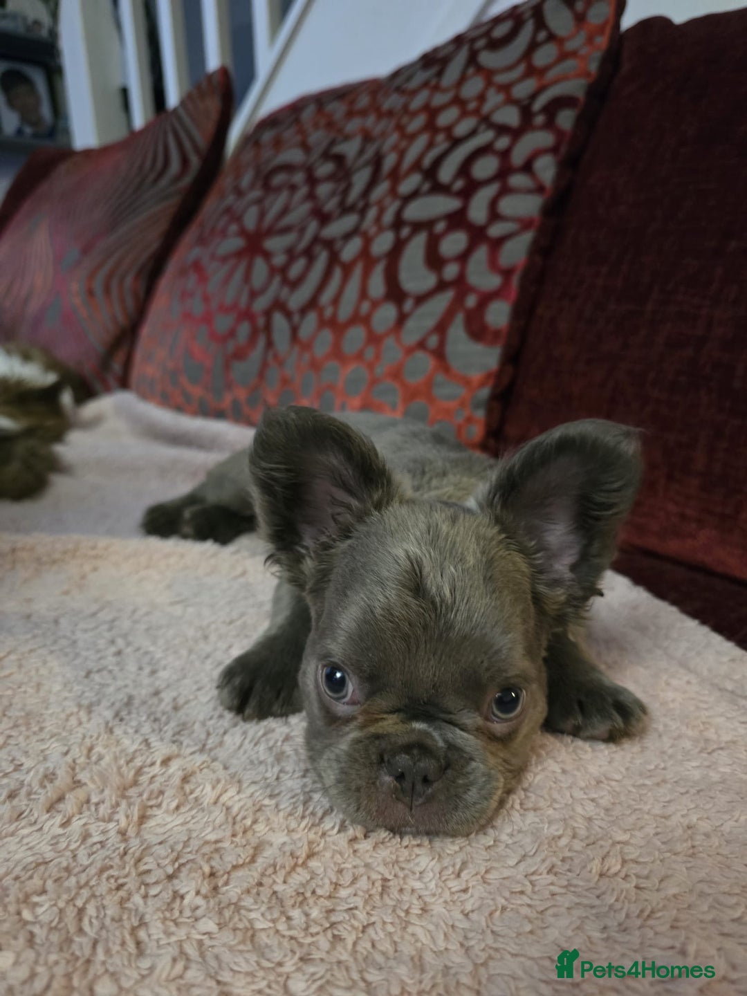 French Bulldog dogs for sale: Fluffy husky frenchie reduced! ready to leave  - Advert 27