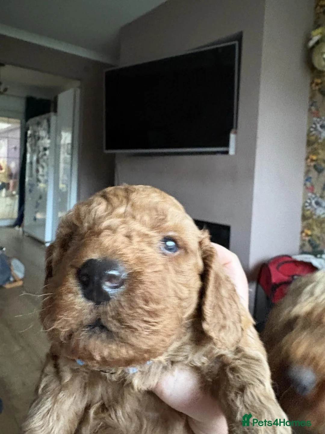 Cockapoo dogs for sale: Beautiful Cockapoo puppies  - Advert 2