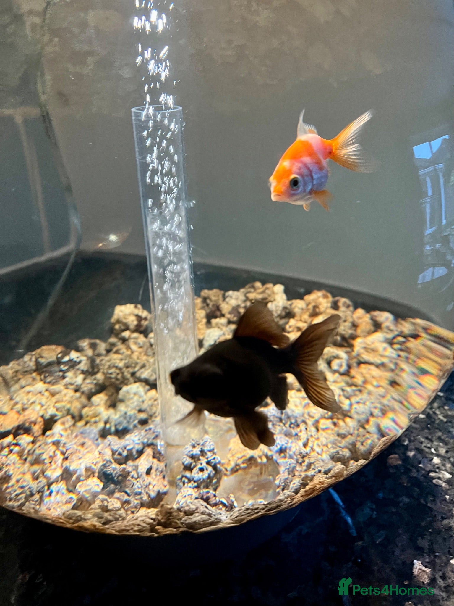 Goldfish fish Goldfish (Black Moor and Fancy Orange)  - Advert 4