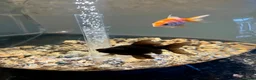 Goldfish fish for sale: Goldfish (Black Moor and Fancy Orange)  in Loughborough - Advert 1