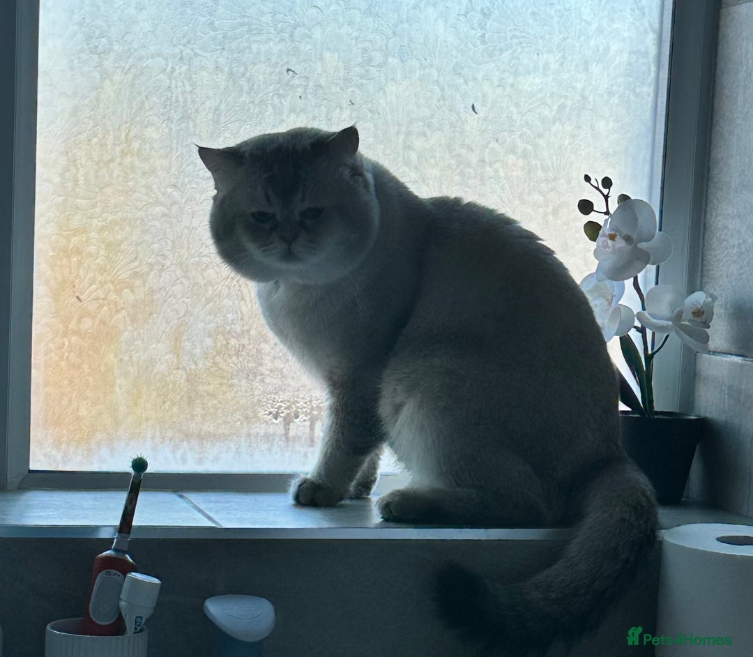 Scottish Fold cats for stud: Lovely Scottish fold( straight )boy ❤️ - Advert 4