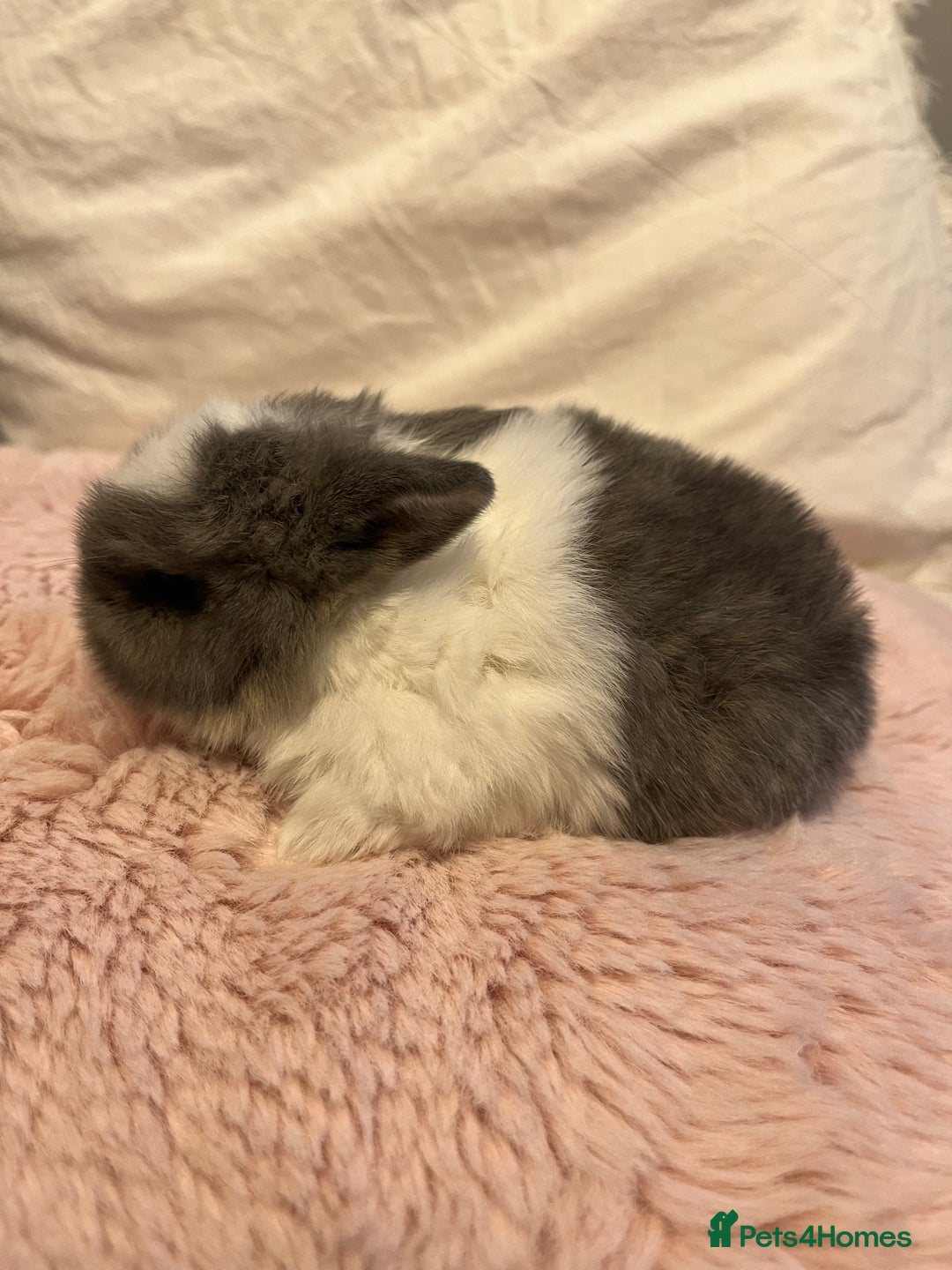 Mini Lop rabbits for sale: Mini lop rabbits - Image 5