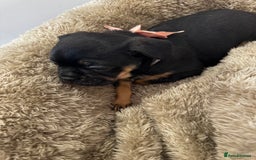 Mixed Breed dogs for sale: Cockapoo x French Bulldog - Image 12