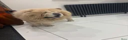 Chow Chow dogs for sale: 🧸 beautiful KC REGISTERED chow chow puppies 🧸 - Advert 14