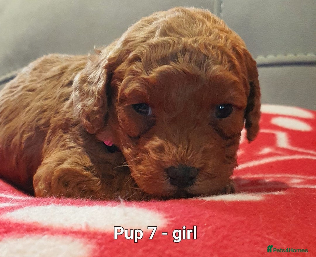 Labradoodle dogs for sale: F1B Miniature Labradoodles - Advert 10