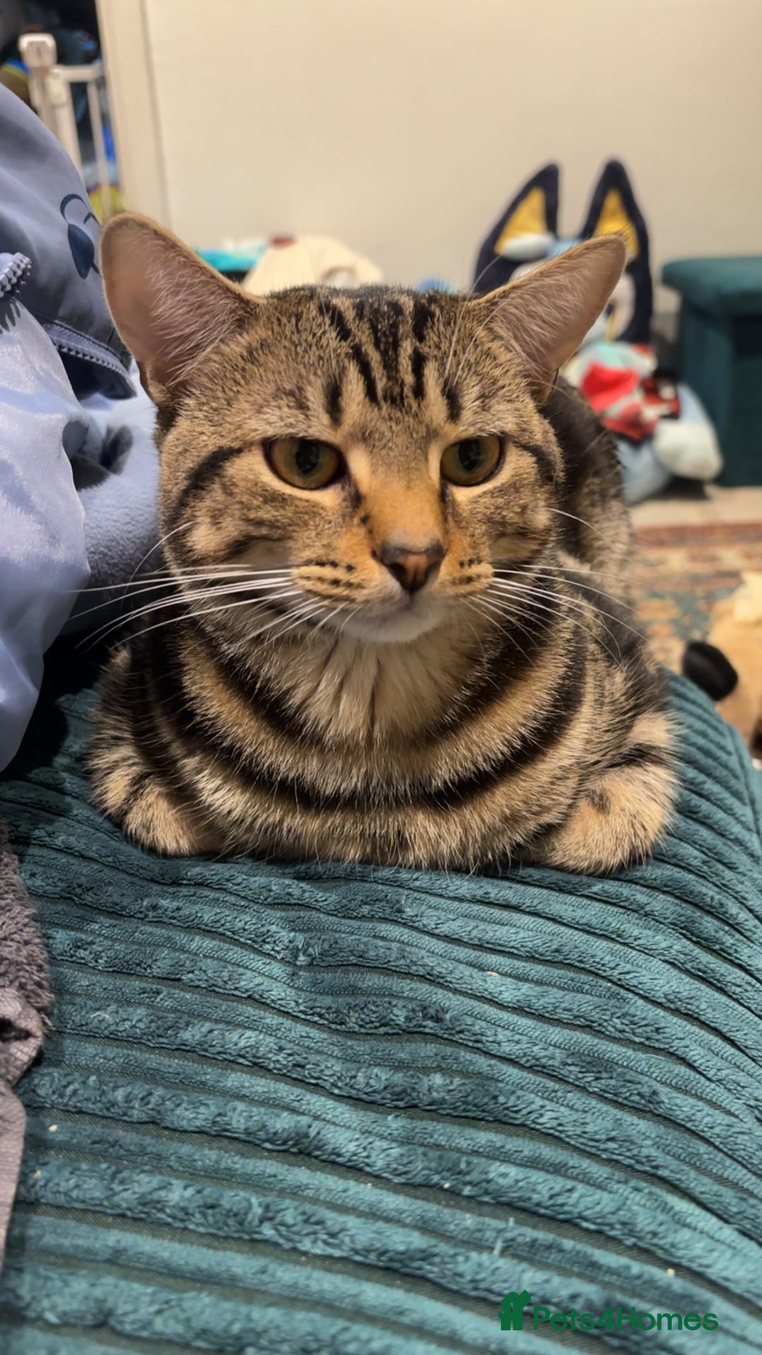 Mixed Breed cats for sale: Tigger  - Advert 2