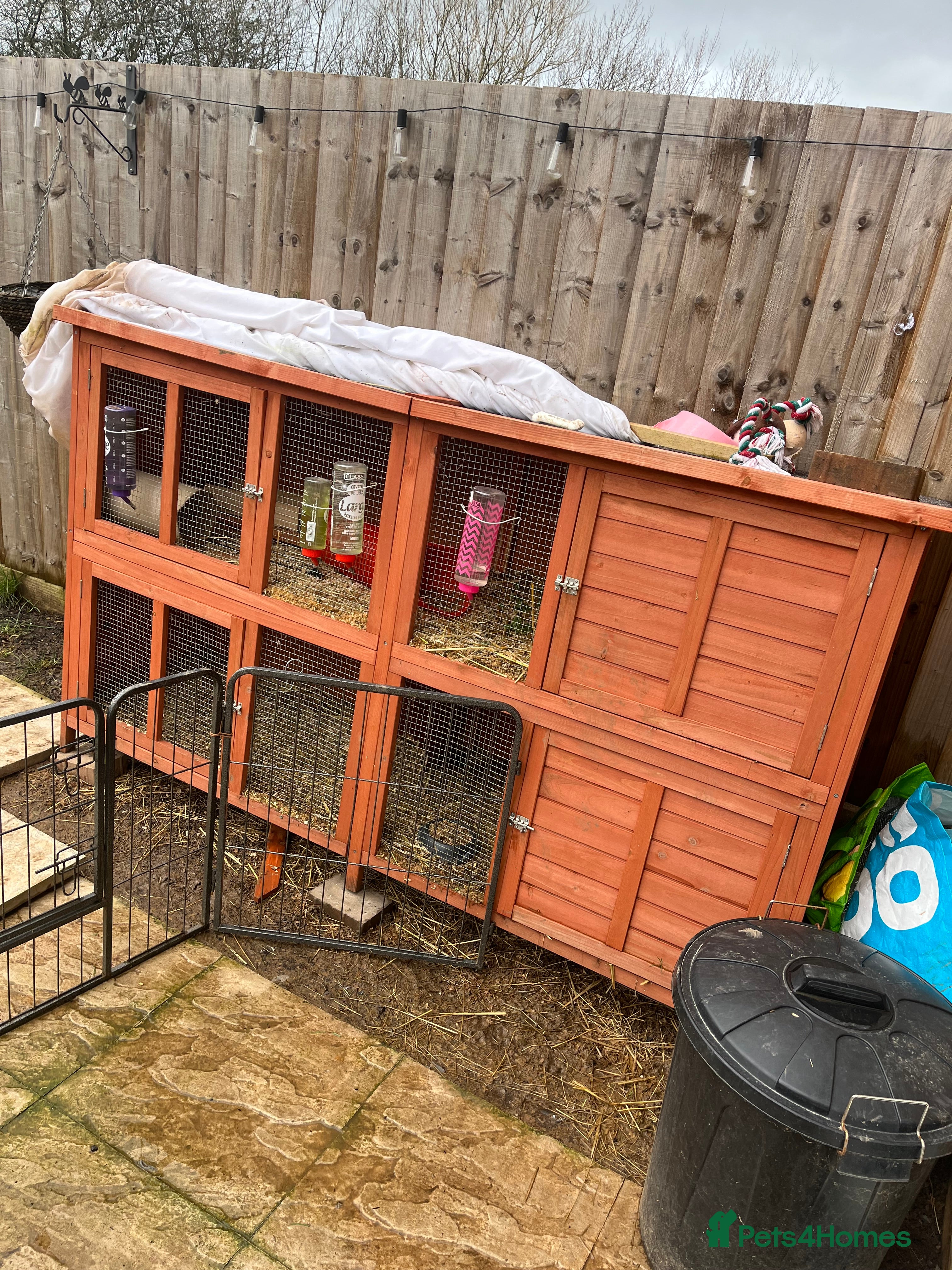 Guinea Pig rodents SOLD 2 sow guinea pigs looking for homes  - Advert 11