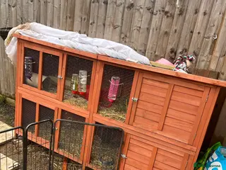 Guinea Pig rodents SOLD 2 sow guinea pigs looking for homes - Advert 11