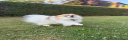Pomeranian dogs for stud: Rare Parti Pomeranian stud available immediately  - Advert 6
