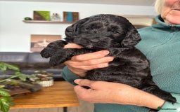 Cockapoo dogs for sale: Unique Rare Merle F1B Cockapoo Puppies - Image 17