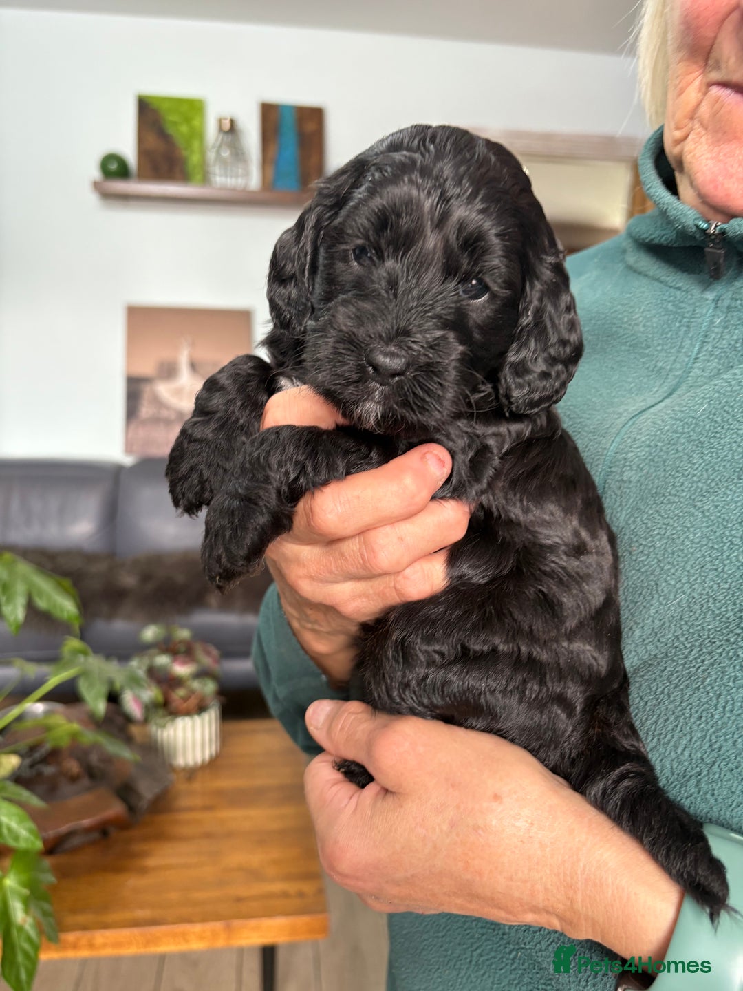 Cockapoo dogs for sale: Unique Rare Merle F1B Cockapoo Puppies - Image 17