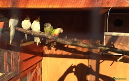 Cockatiels birds for sale: 5* Rehoming of all birds  - Image 1