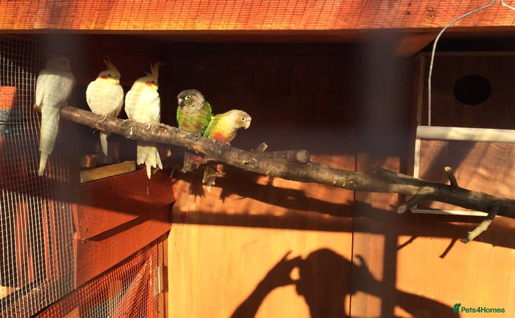 Cockatiels birds - Advert 1