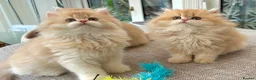 British Longhair cats for sale: Golden Longhair Kittens BY12 in Cardiff - Advert 4