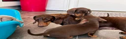 Miniature Dachshund dogs for sale: KC Reg Miniature Dachshund Puppies For Sale - Advert 34